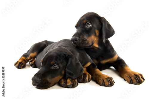 Poppies doberman pinscher