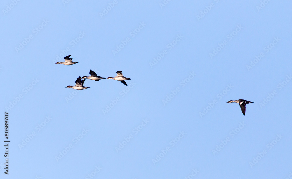 Obraz premium flock of birds in the sky