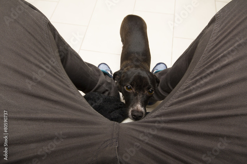 Foto Puppy dog looking for cuddles