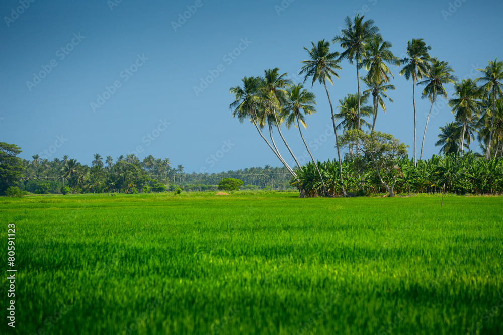 Sri Lanka Sri Lanka
