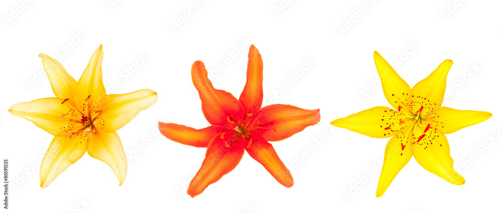 Obraz premium flowers