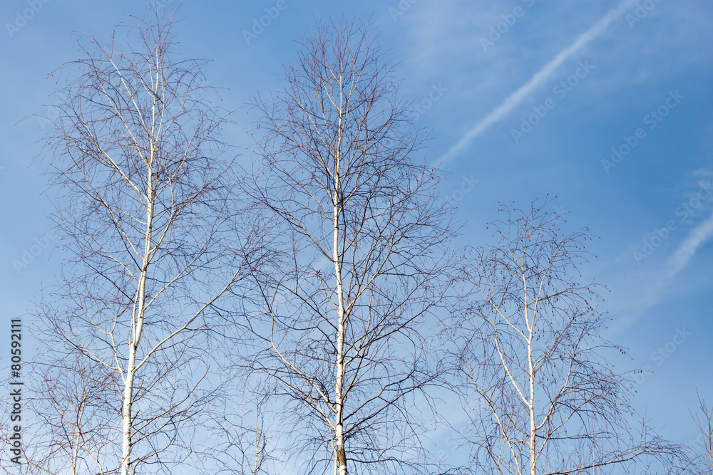 birch against the blue sky