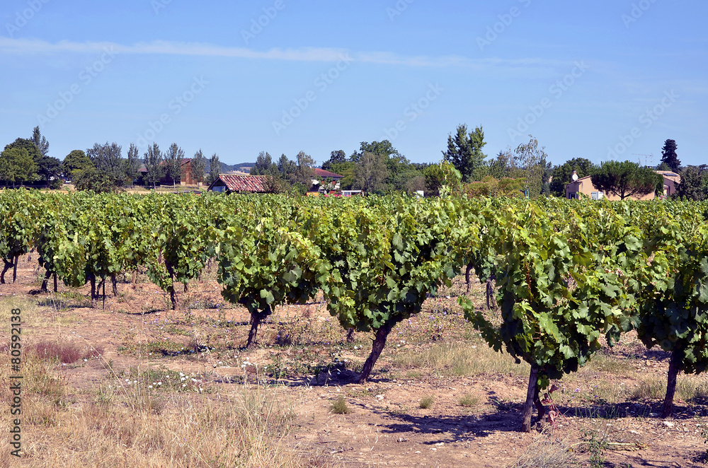 Vine in the Gaillac region in France