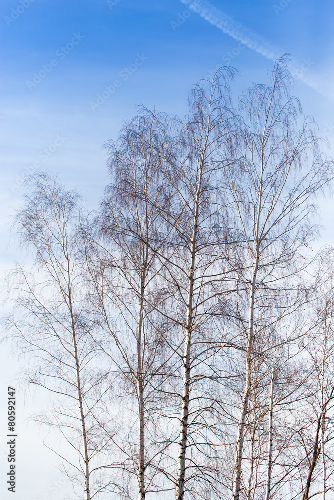 birch against the blue sky