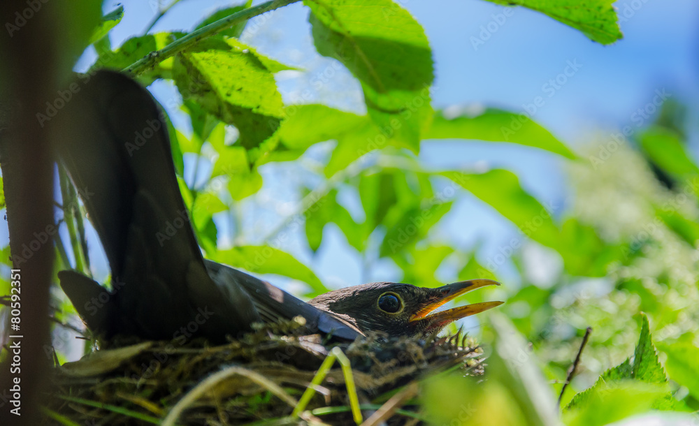 Fototapeta premium Amsel