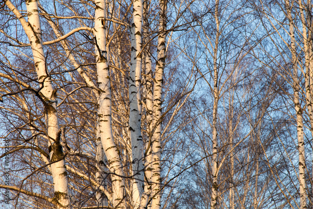 Fototapeta premium birch at sunrise sun