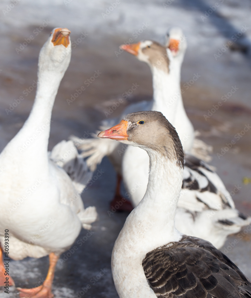 goose winter nature goose winter nature