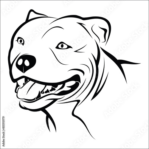 Pitbull