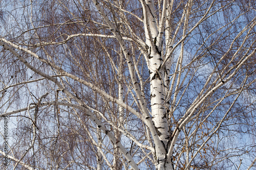 birch trunk in nature