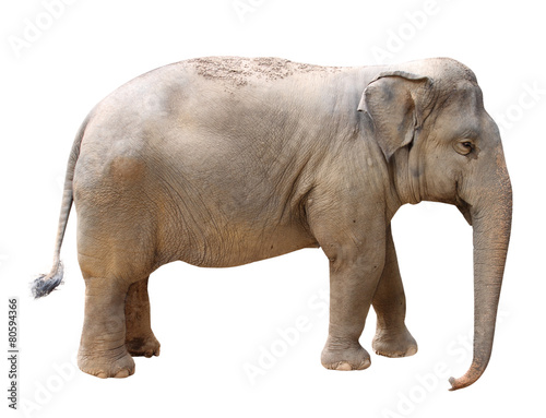 Asian Elephant  isolated on white background