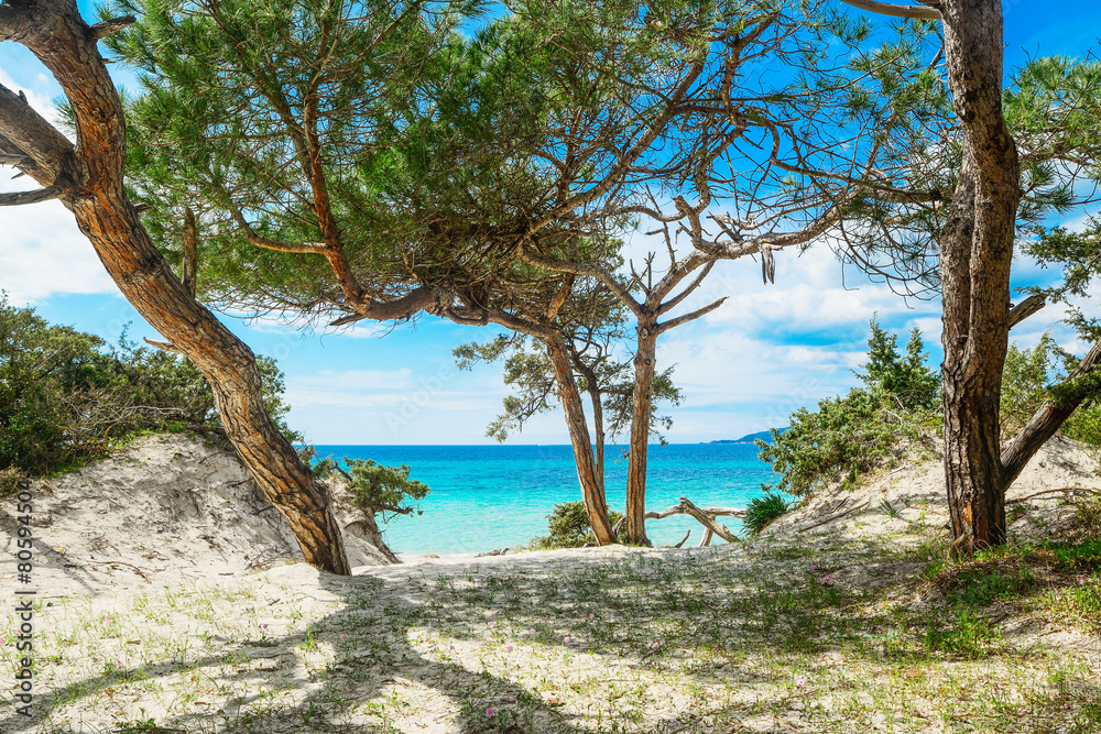 pine trees by the sea