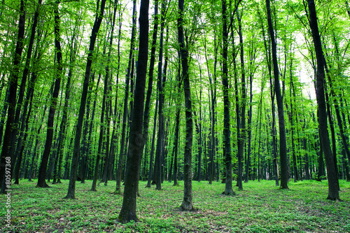 beautiful green forest