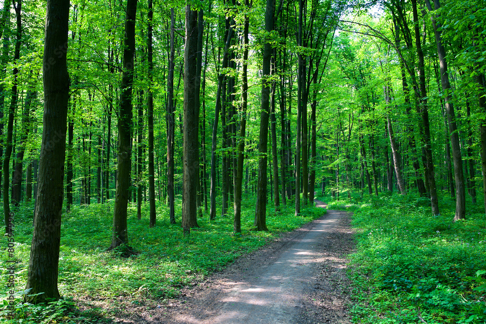 Fototapeta premium beautiful green forest