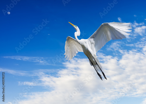 Giant Egret in Flight