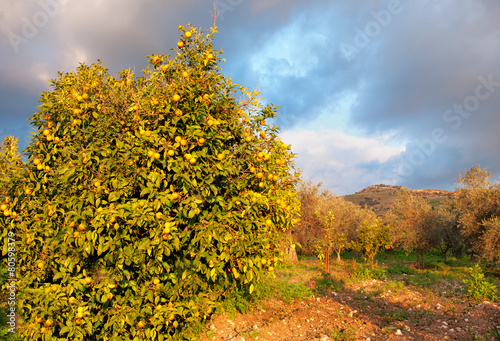 Fototapeta Naklejka Na Ścianę i Meble -  Tangerine garden with ripe tangerines in the trees.