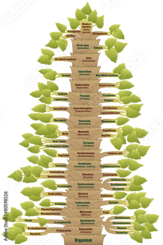 Human Evolution Tree Of Life Phylogenetic