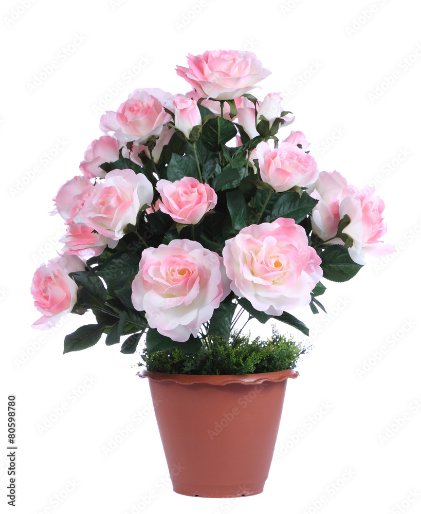 Roses isolated on white background. Roses isolated on white background.