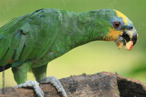 Guyane - Zoo - Aout 2014