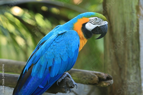 Guyane - Zoo - Août 2014
