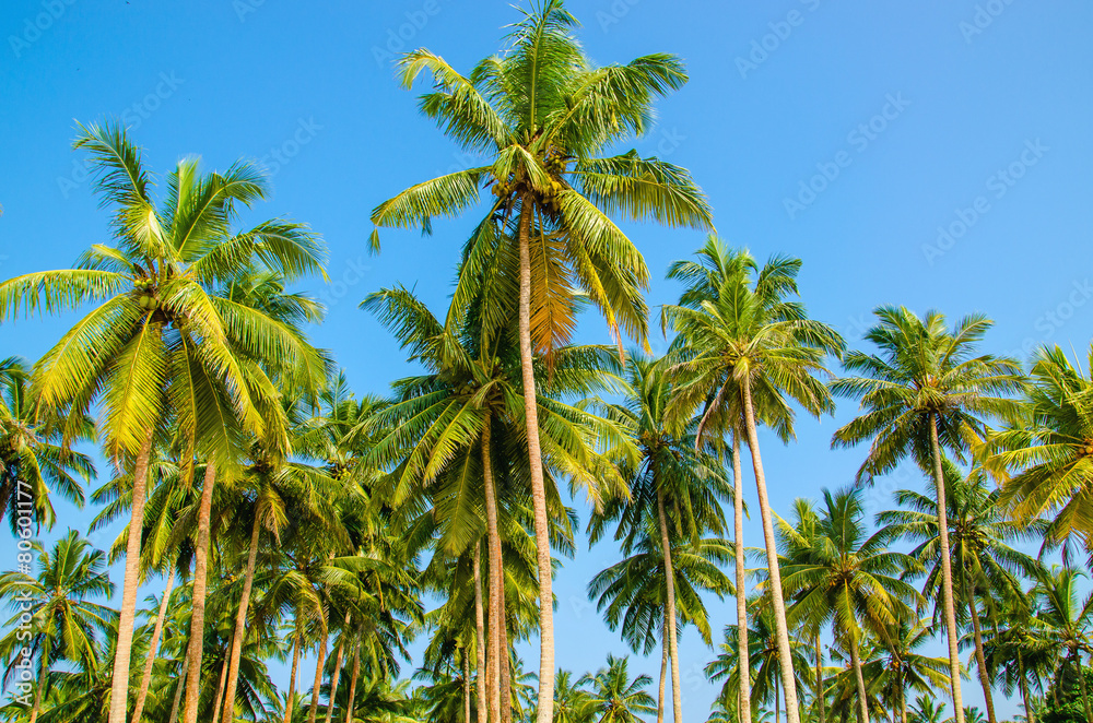 Palm trees on a background of blue sky