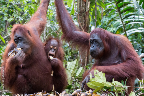 Orangutans im Camp Leakey photo