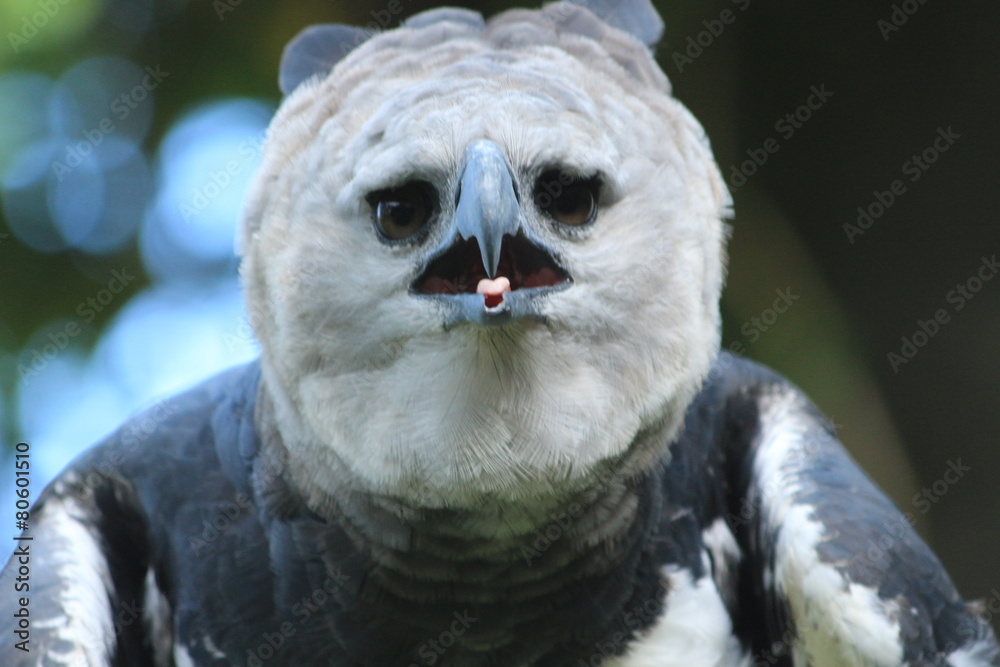 Fototapeta premium Guyane - Zoo - Aout 2014