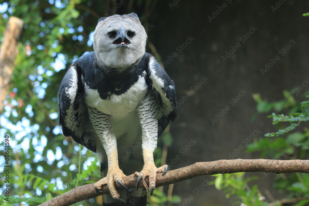 Fototapeta premium Guyane - Zoo - Aout 2014