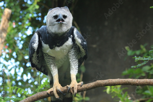 Guyane - Zoo - Aout 2014