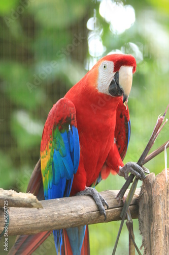 Photo Guyane - Zoo - Août 2014
