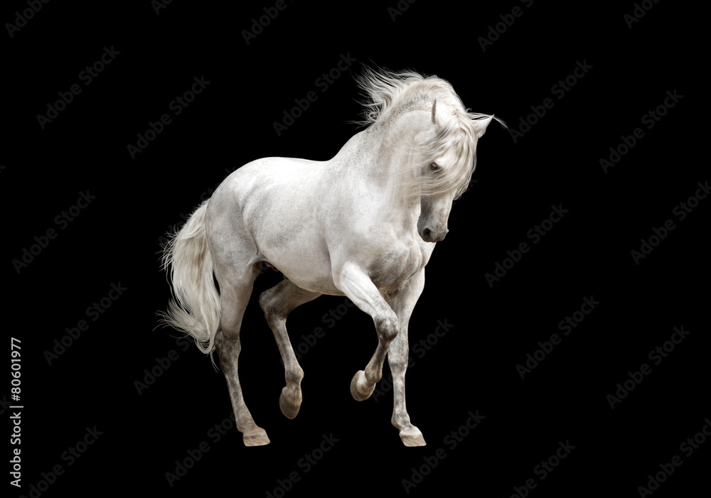 Fototapeta premium biały koń andaluzyjski ogier na białym tle na czarnym tle