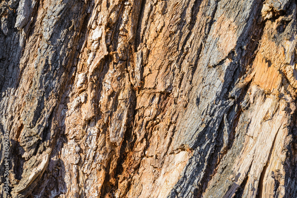 Detail on the bark of a big old tree Detail on the bark of a big old tree