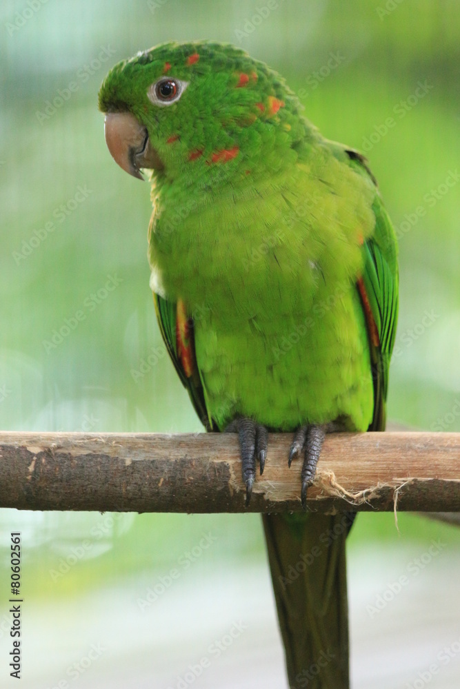 Guyane - Zoo - Aout 2014 Guyane - Zoo - Aout 2014