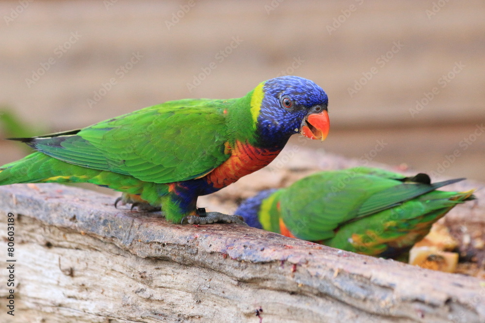 Naklejka premium Guyane - Zoo - Aout 2014 