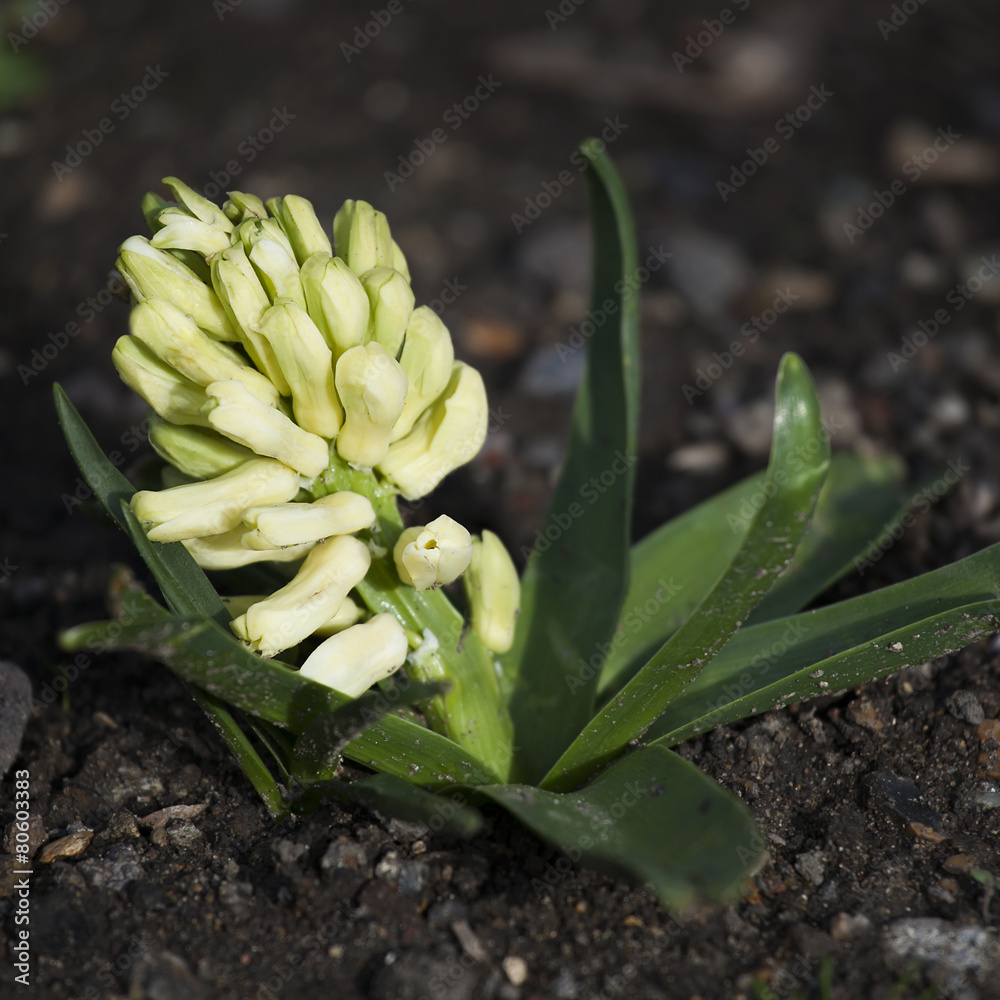 Obraz premium Hyacinth flower bulbs