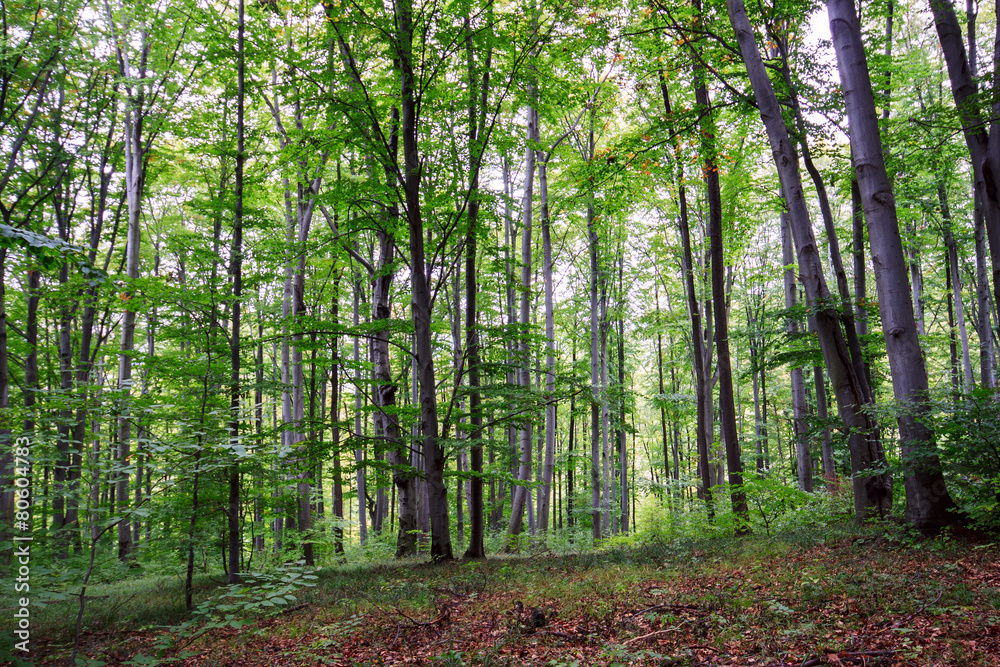 Fototapeta premium Green forest