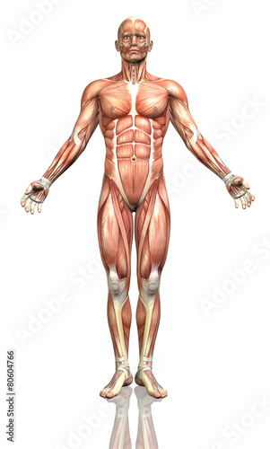 3D male figure with detailed muscle map