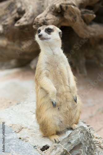 Close up on watchful meerkat stading guard © Lodimup