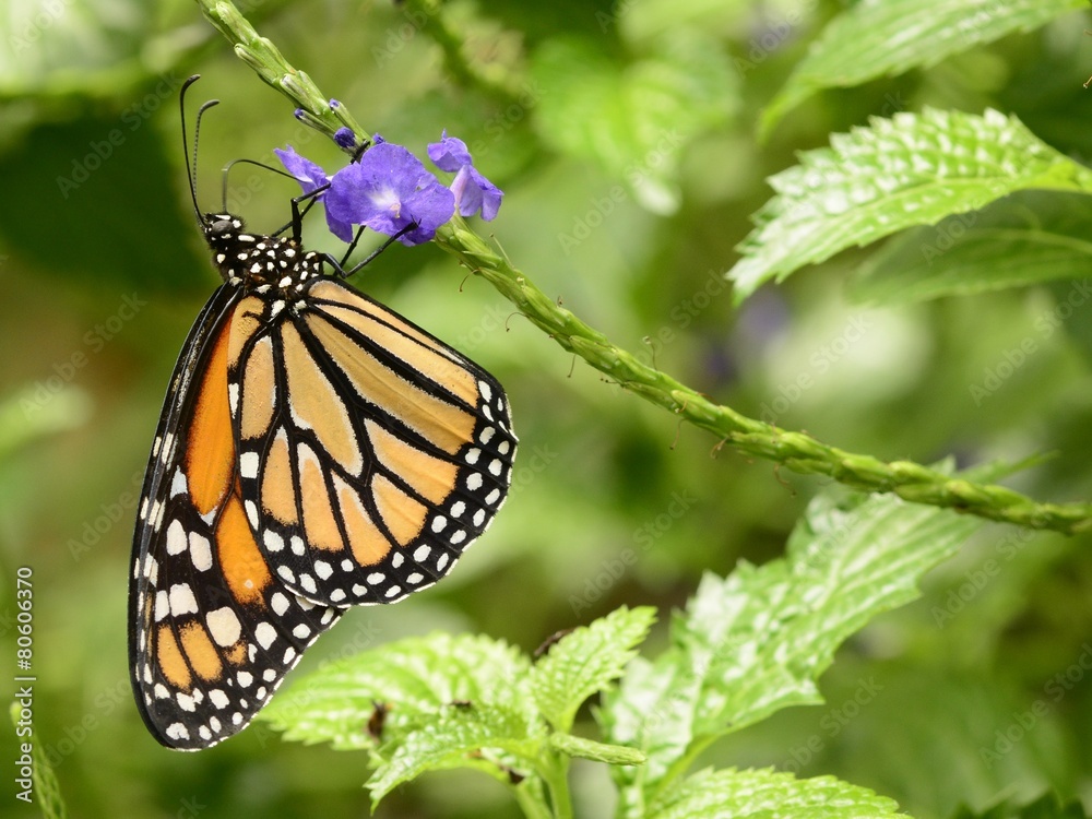 Obraz premium Monarch butterfly on a purple flower
