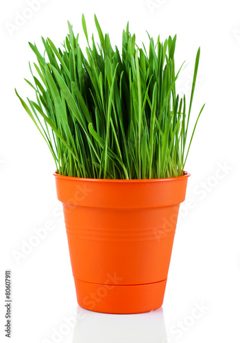 Green grass in pot isolated on white