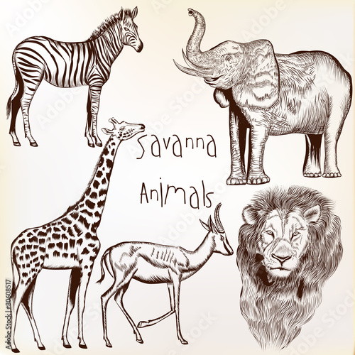 Fototapeta Naklejka Na Ścianę i Meble -  Engraved savanna animals set