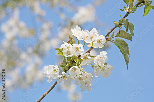 Der Frühling ist da