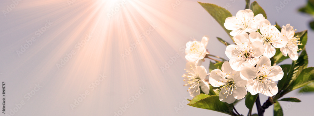 Fototapeta premium Frühling Panorama