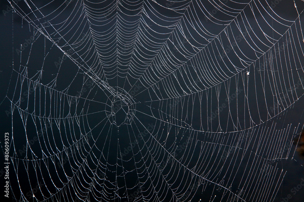 Das Netz einer Spinne Das Netz einer Spinne