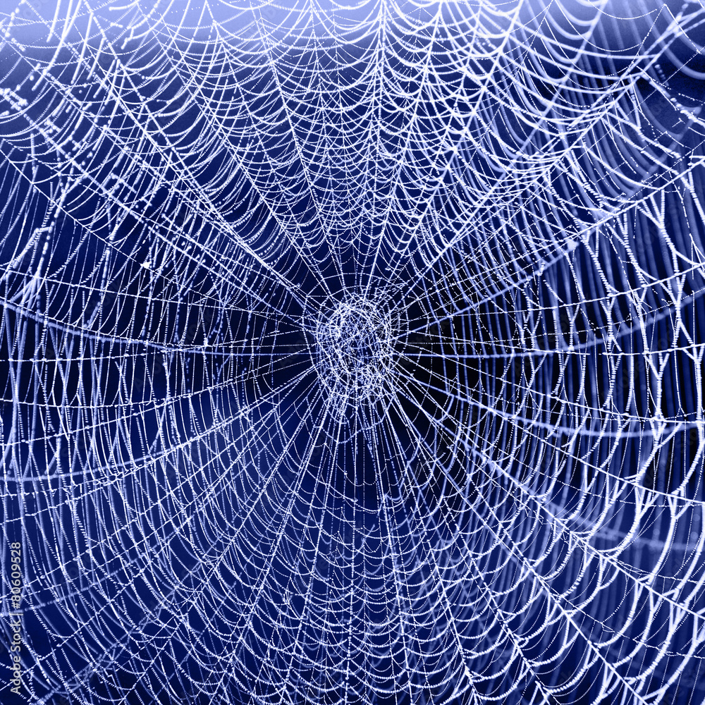 Das Netz einer Spinne Das Netz einer Spinne
