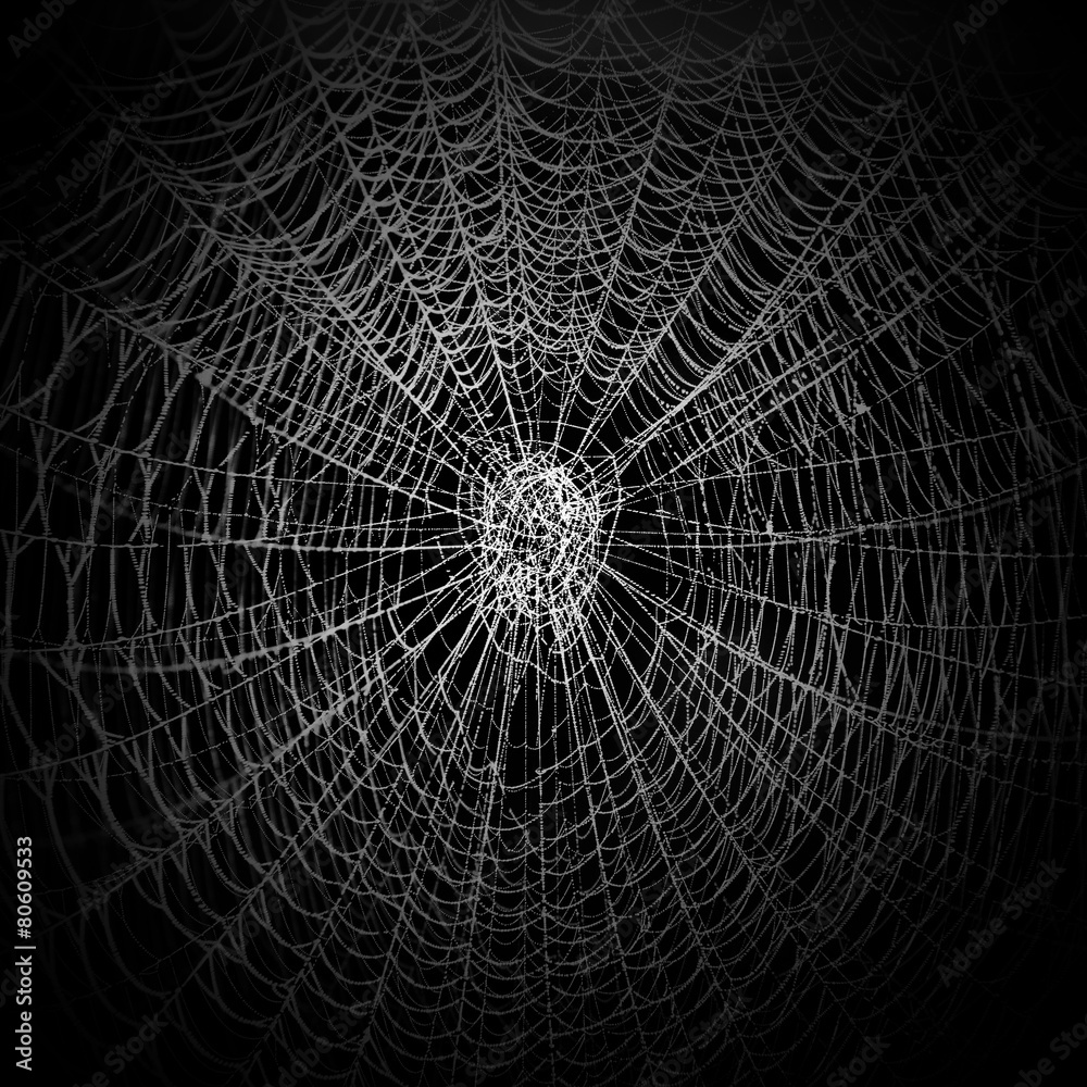 Obraz premium Das Netz einer Spinne