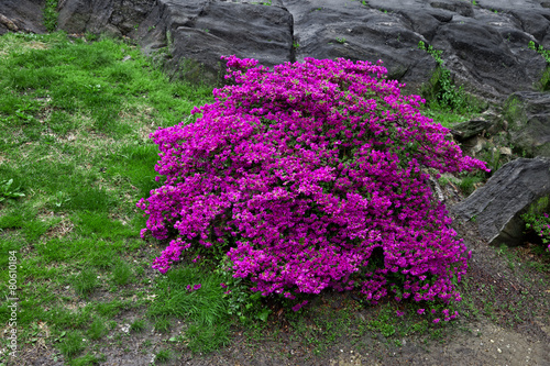 Fototapeta Naklejka Na Ścianę i Meble -  bright purple flowering bush