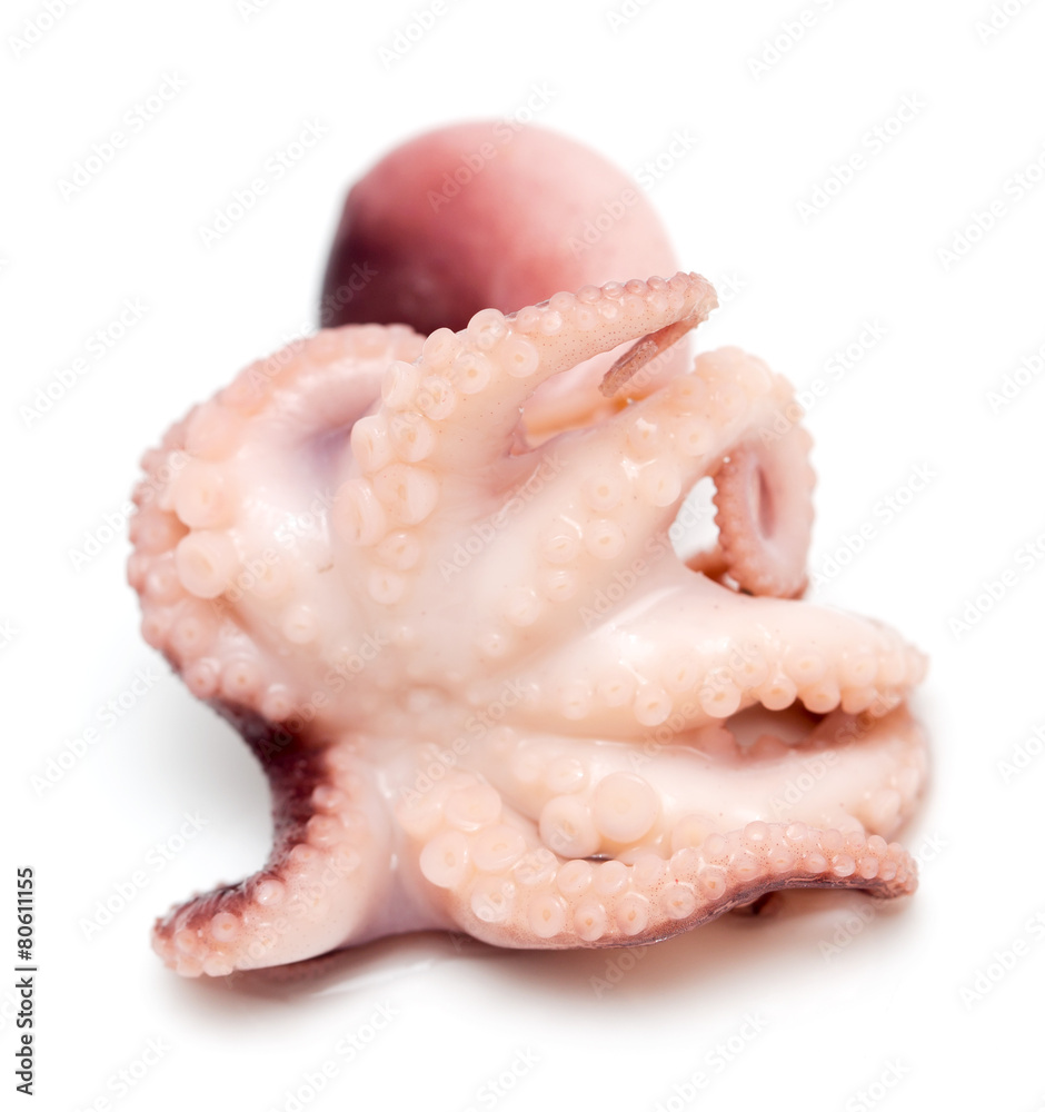 Fototapeta premium Octopus on white background. Close-up view.