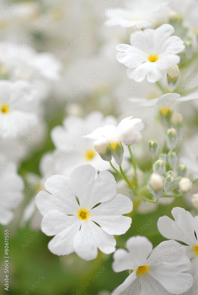 Pure white primrose.
