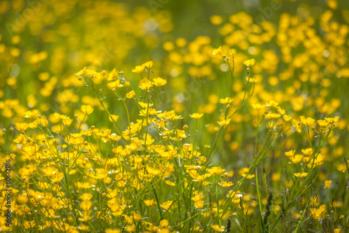 Blumenwiese mit gelben Hahnenfuß