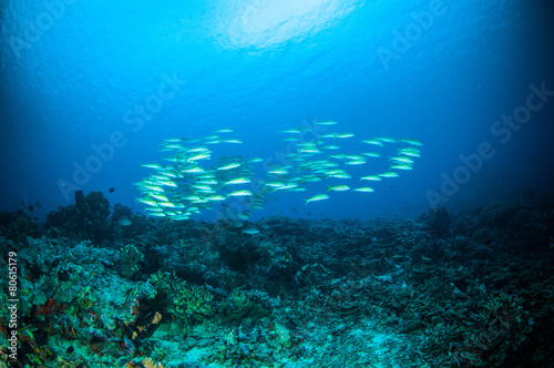 Fototapeta Naklejka Na Ścianę i Meble -  schooler fish bunaken pentapodus nagasakiensis diver